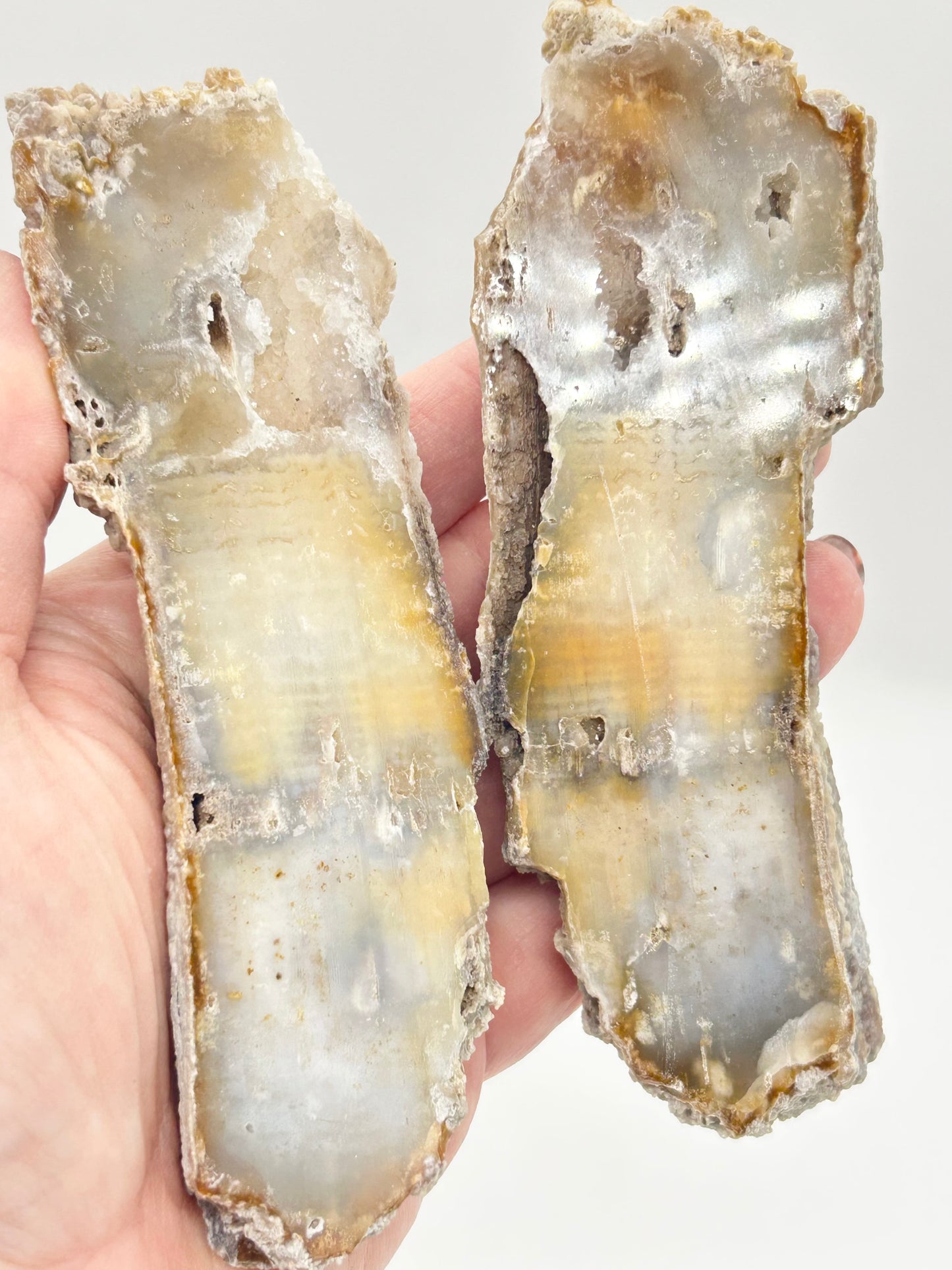 Fossilised Coral 🪸 Double #15 Limited Edition From Florida, USA 🇺🇸