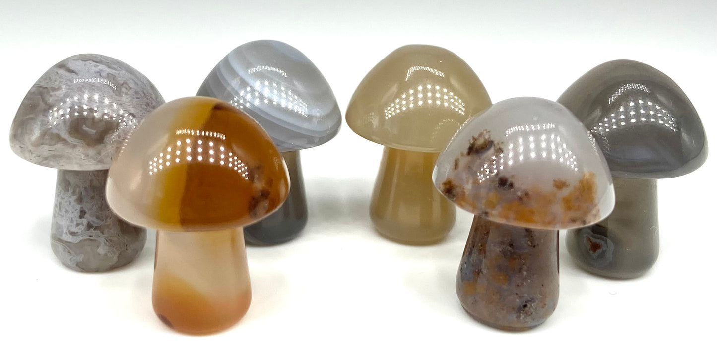 🍄 Mystery Crystal Mushroom 🍄